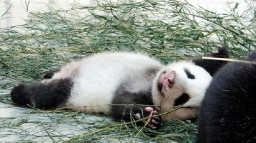 �A��Ҫ���������ǽС�С��؈��С��؈���������ܡ�