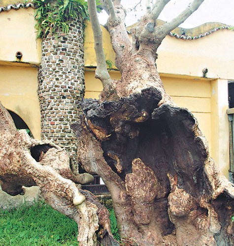 臺(tái)灣一棵160歲老樹(shù)病得“皮包骨”專家搶救