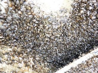 大黃鴨在高雄碼頭展一個(gè)月浮臺布滿小貝殼