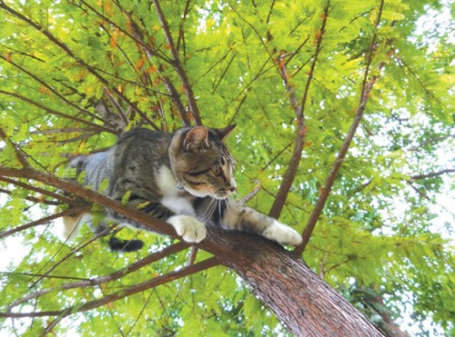 臺(tái)灣面包店愛爬樹“招財(cái)貓”網(wǎng)友贊萌翻(圖)