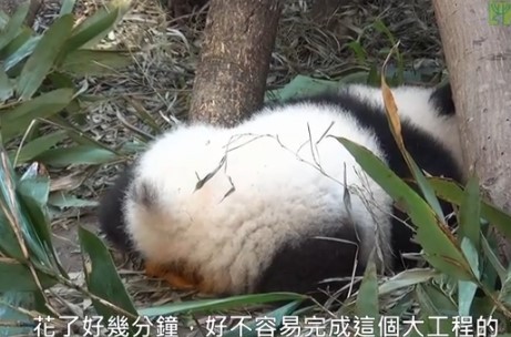 贈(zèng)臺(tái)大熊貓的幼仔學(xué)會(huì)自行排便習(xí)慣像媽媽(圖)