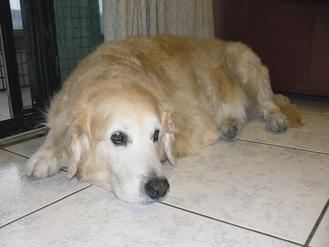 ������Ո���ӌ��ﹷ����һ�������ˈ�(b��o)��