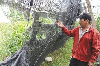 臺(tái)東農(nóng)田遭“怪生物”破壞疑似有“熊出沒(méi)”