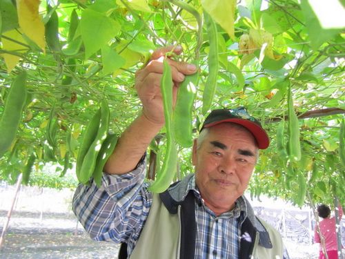 7旬老農(nóng)種“皇帝豆”超過20年知足常樂分享經(jīng)驗
