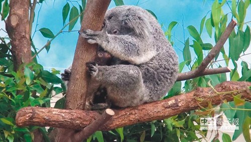 臺北動物園又有新生報(bào)到3只樹袋熊寶寶比拼圓仔