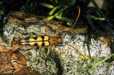 臺灣發(fā)現(xiàn)天牛新品種命名“普悠瑪細花天牛”(圖)