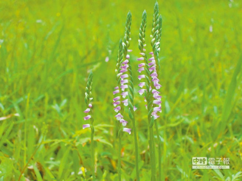 臺(tái)北關(guān)渡公園珍稀綬草開(kāi)花園方提醒游客不動(dòng)手