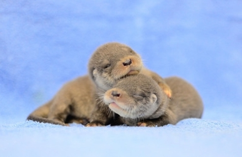 臺灣水獺寶寶張開雙眼爭吃奶忙翻保育員(圖)