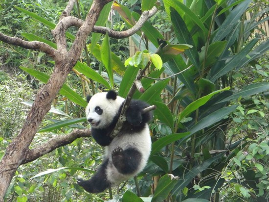 臺(tái)北大熊貓“圓仔”愛玩樹上倒掛游客捏冷汗(圖)