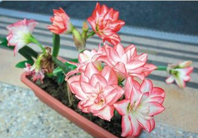 ���ӌ���Ҋ��ͦ�������Ȼ����߾��Tץ�\׷������