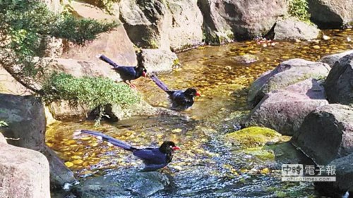 臺北賓館發(fā)現(xiàn)藍(lán)鵲筑巢專家稱相當(dāng)罕見(圖)