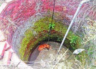 命如“貞子”小黃狗疑被棄荒地枯井等死(圖)