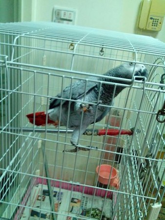 鸚鵡很忙分飾多角撒嬌叫“老公”(圖)