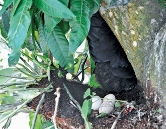 母雞飛到大樹上生蛋民眾嘖嘖稱奇(圖)