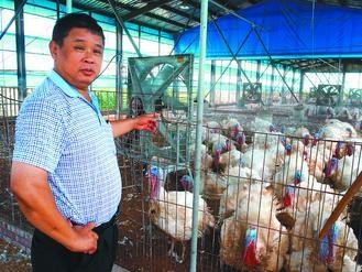 臺(tái)灣高溫來襲火雞也中暑木瓜開出畸形花(圖)