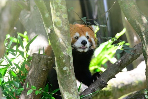 福州小熊貓歡歡臺(tái)灣亮相 到處“擦屁股”賣萌(圖) 福州小熊貓歡歡臺(tái)灣亮相 到處“擦屁股”賣萌(圖)