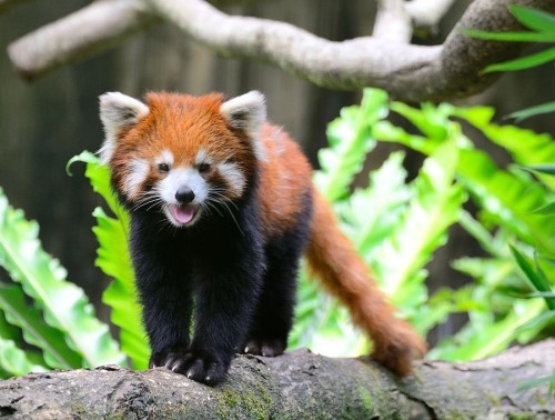 福州小熊貓歡歡臺(tái)灣亮相 到處“擦屁股”賣萌(圖) 福州小熊貓歡歡臺(tái)灣亮相 到處“擦屁股”賣萌(圖)