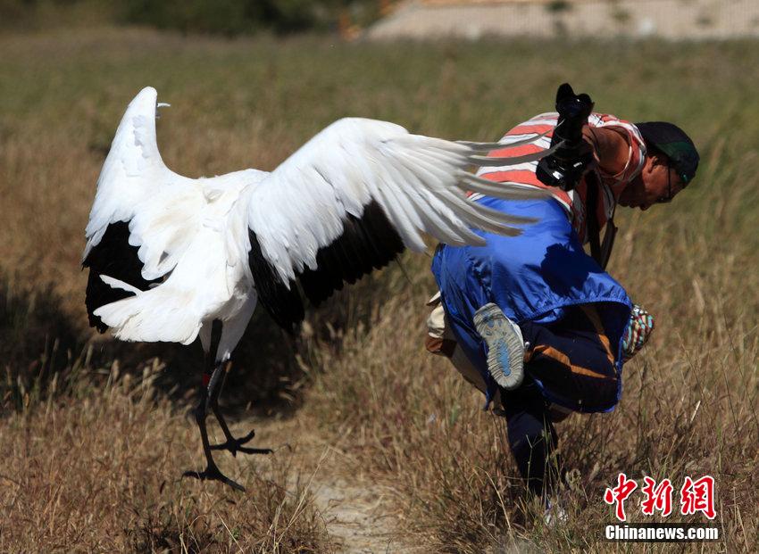 游客拍野生丹頂鶴遭襲 狼狽逃竄險被毀容 游客拍野生丹頂鶴遭襲 狼狽逃竄險被毀容