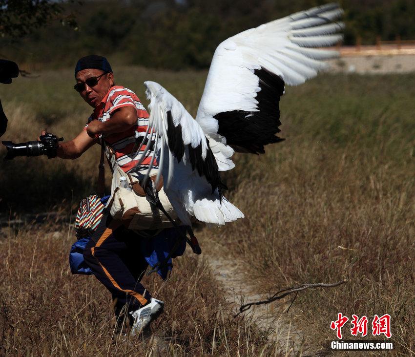 游客拍野生丹頂鶴遭襲 狼狽逃竄險被毀容 游客拍野生丹頂鶴遭襲 狼狽逃竄險被毀容