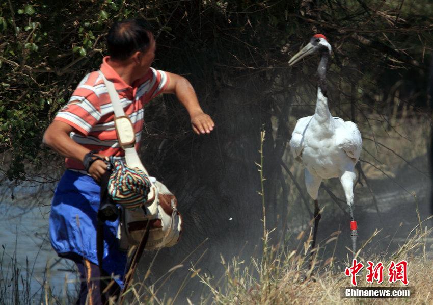 游客拍野生丹頂鶴遭襲 狼狽逃竄險被毀容 游客拍野生丹頂鶴遭襲 狼狽逃竄險被毀容