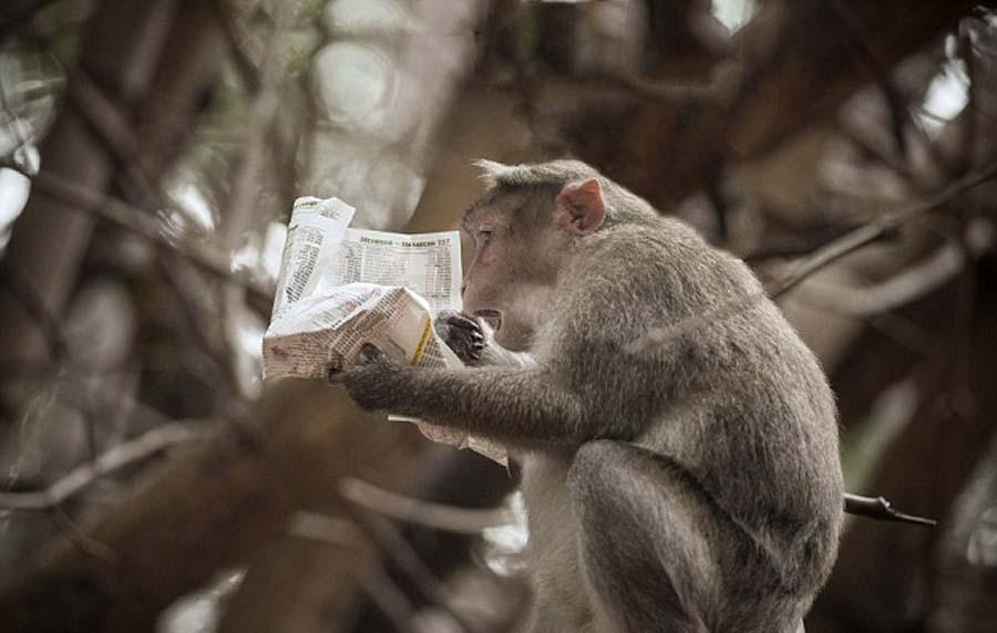 印尼獼猴吃午餐看報(bào)紙 閱讀新聞表情多 印尼獼猴吃午餐看報(bào)紙 閱讀新聞表情多