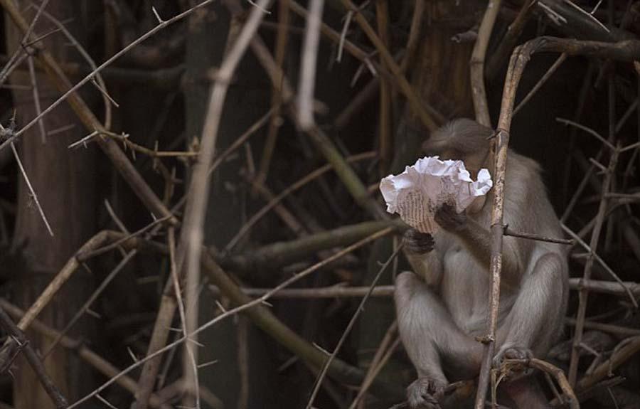 印尼獼猴吃午餐看報(bào)紙 閱讀新聞表情多 印尼獼猴吃午餐看報(bào)紙 閱讀新聞表情多