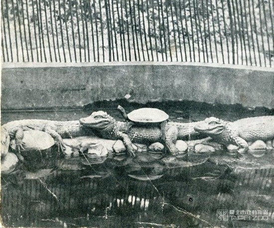 百年臺北動物園上演多起逃亡記 靈長類挖地道溜走(圖) 百年臺北動物園上演多起逃亡記 靈長類挖地道溜走(圖)