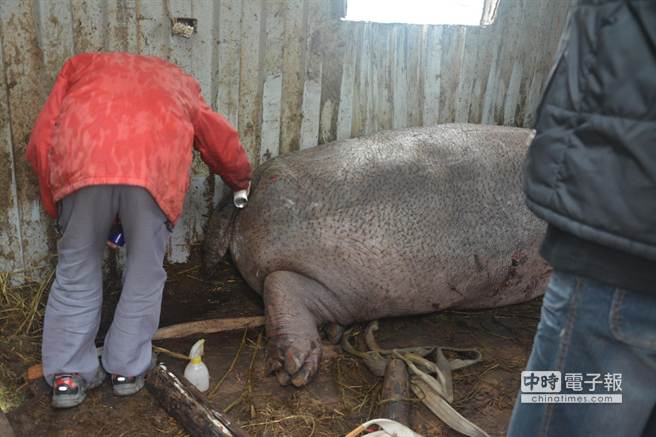 臺(tái)灣受傷流淚河馬“阿河”已暫時(shí)被安置(圖) 臺(tái)灣受傷流淚河馬“阿河”已暫時(shí)被安置(圖)