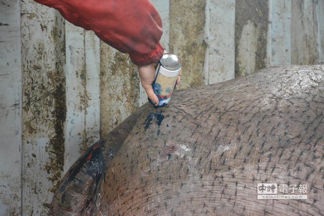 臺(tái)灣受傷流淚河馬“阿河”已暫時(shí)被安置(圖) 臺(tái)灣受傷流淚河馬“阿河”已暫時(shí)被安置(圖)