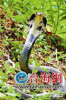 �G�P�����F�Ʊ����� ���l(f��)�_��������h(�D)