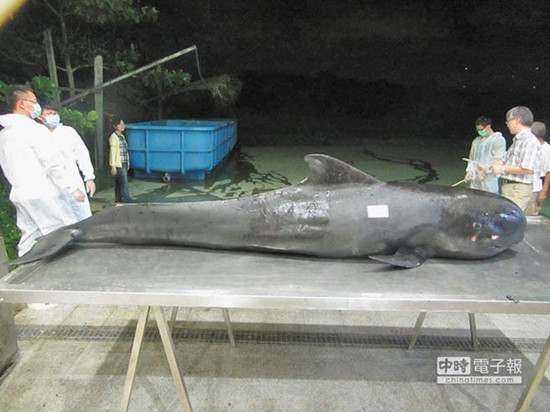 幼鯨擱淺死亡 10公升垃圾塞滿胃(圖) 幼鯨擱淺死亡 10公升垃圾塞滿胃(圖)