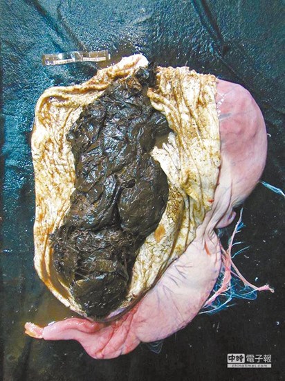 幼鯨擱淺死亡 10公升垃圾塞滿胃(圖) 幼鯨擱淺死亡 10公升垃圾塞滿胃(圖)