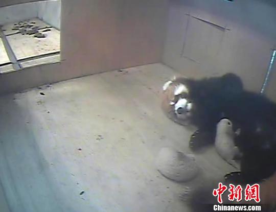 ���ٛ(z��ng)�_(t��i)С��؈ϲ�Q�Ɍ�(du��)�p��̥ ����ҡ�������(�D)