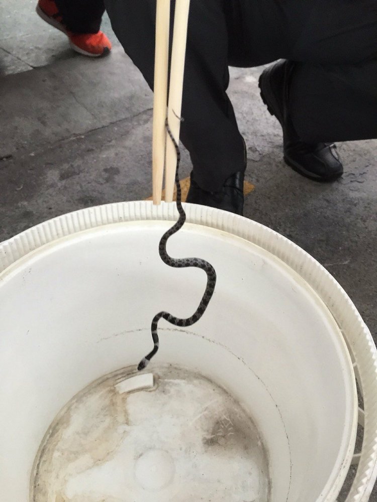 臺(tái)鐵火車(chē)驚現(xiàn)30公分小蛇 車(chē)長(zhǎng)奮勇徒手捕獲 臺(tái)鐵火車(chē)驚現(xiàn)30公分小蛇 車(chē)長(zhǎng)奮勇徒手捕獲