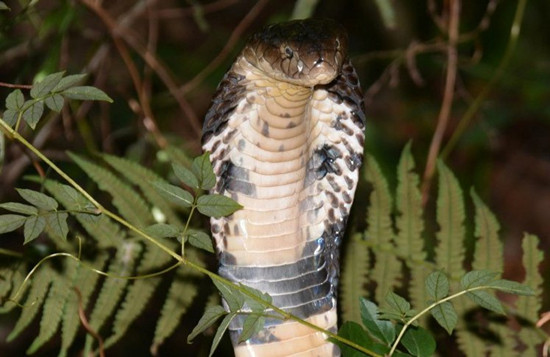 眼鏡蛇“屢勸不聽”忠犬護阿嬤使出撒手锏(圖)