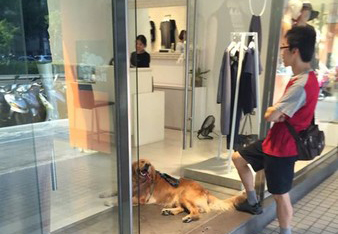 金毛蹭店家冷氣“賴著不走” 吐舌歪頭萌翻網(wǎng)友(圖) 金毛蹭店家冷氣“賴著不走” 吐舌歪頭萌翻網(wǎng)友(圖)