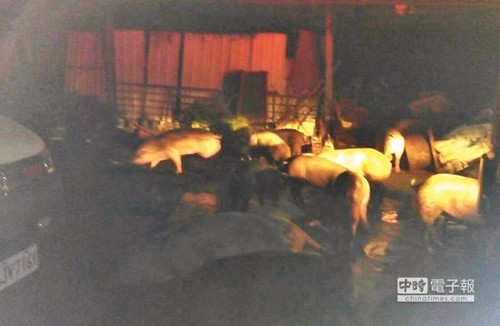 臺(tái)灣一豬舍內(nèi)餿水油助燃300頭豬火場(chǎng)大逃亡(圖)