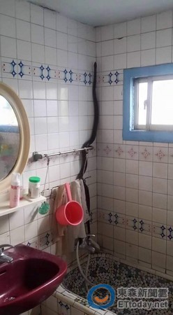 巨蛇為避追捕偽裝蓮蓬頭 網(wǎng)友:一禮拜不想洗澡 巨蛇為避追捕偽裝蓮蓬頭 網(wǎng)友:一禮拜不想洗澡