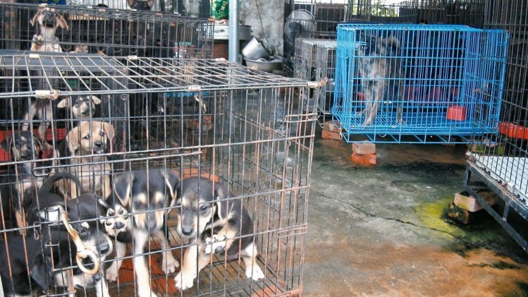 ���@��һ�C��������С�������������|(zh��)���֋������@������֮�����з�ֳ֮���������@���˷��J(r��n)��