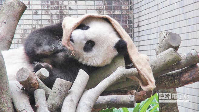 圓仔隔布袋啃蘋果 手腳并用邊吃邊玩“超萌”(圖) 圓仔隔布袋啃蘋果 手腳并用邊吃邊玩“超萌”(圖)