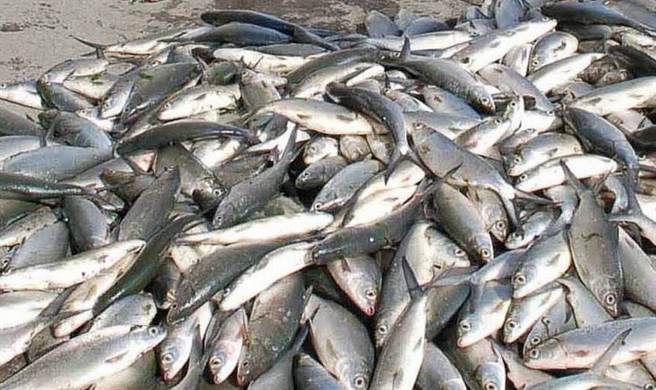 ������(l��i)�u�����B(y��ng)ֳ�I(y��)��(z��i)�p��(y��n)��