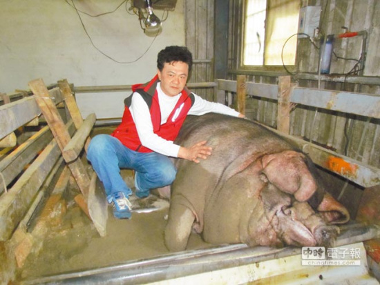 臺(tái)灣三峽神豬賽秤重結(jié)果出爐1306臺(tái)斤稱霸(圖)