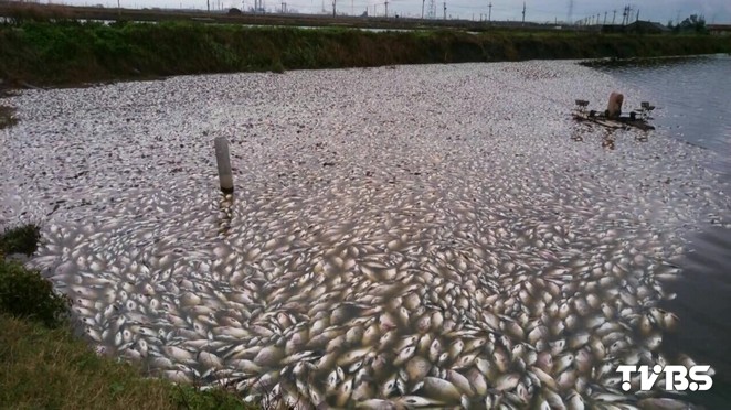寒流余溫尚存 臺(tái)灣鯛凍斃百萬(wàn)尾業(yè)者損失慘重 寒流余溫尚存 臺(tái)灣鯛凍斃百萬(wàn)尾業(yè)者損失慘重