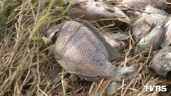 寒流余溫尚存 臺(tái)灣鯛凍斃百萬(wàn)尾業(yè)者損失慘重 寒流余溫尚存 臺(tái)灣鯛凍斃百萬(wàn)尾業(yè)者損失慘重