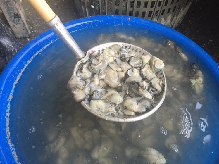 臺灣蚵仔1月內(nèi)罕見降40元 消費者仍呼太貴買不起 臺灣蚵仔1月內(nèi)罕見降40元 消費者仍呼太貴買不起