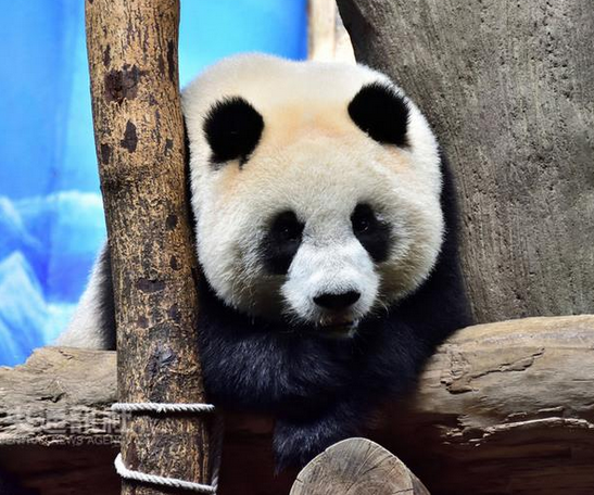 大熊貓圓仔迎來“少女的煩惱”進(jìn)入“青春期” 大熊貓圓仔迎來“少女的煩惱”進(jìn)入“青春期”