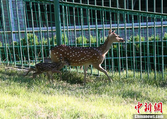 臺(tái)灣贈(zèng)送大陸梅花鹿“點(diǎn)點(diǎn)”誕下第六胎 臺(tái)灣贈(zèng)送大陸梅花鹿“點(diǎn)點(diǎn)”誕下第六胎
