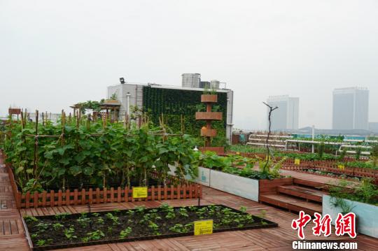屋頂農(nóng)場有效的利用了大廈的屋頂。 孫權(quán) 攝