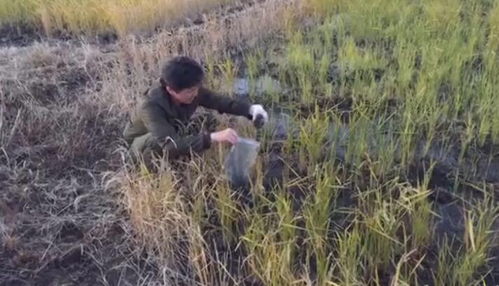 臺(tái)灣民團(tuán)赴日本實(shí)測(cè)核污染值 千葉縣稻田現(xiàn)銫-137 臺(tái)灣民團(tuán)赴日本實(shí)測(cè)核污染值 千葉縣稻田現(xiàn)銫-137