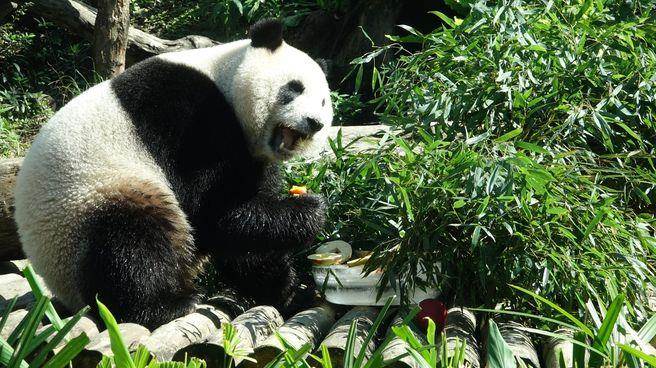 �ɐ��ֿɿڵĲ�ɫ�����A�С��_������